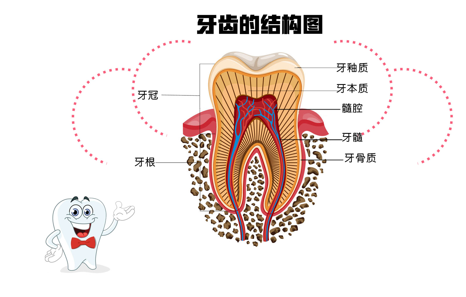 牙齿是人类和高等动物咀嚼食物的器官,它的结构如下图所示↓↓↓ 1