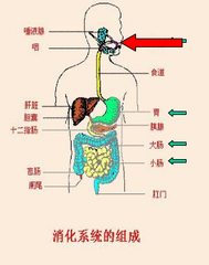 > 第六課 人體的消化系統的構成消化系統由消化管和消化腺兩部分組成