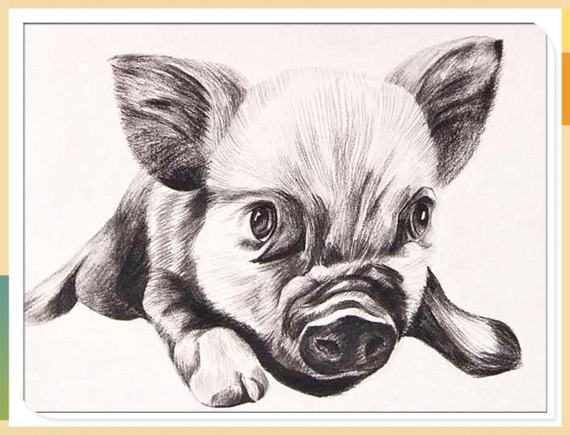 素描《小猪》